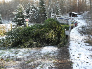 Der Weihnachtsbaum wurde im Stiftswald gefällt,