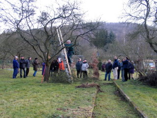 Hans Vogeley zeigte den interessierte Zuschauer wie ein sehr alter Baum geschnitten wird.