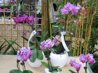 Orchideen…..
