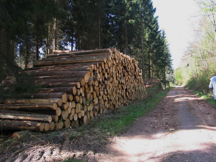 Nach dem diesjährigen Sturm musste der Forst sehr schnell reagieren um Schäden zu vermeiden.