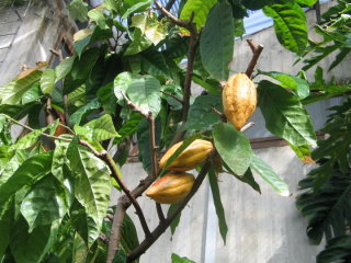 KakaoPflanze