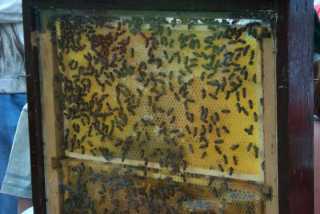 Honiggewinnung 2003