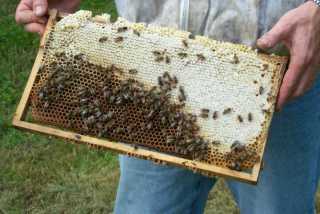 Honiggewinnung 2003