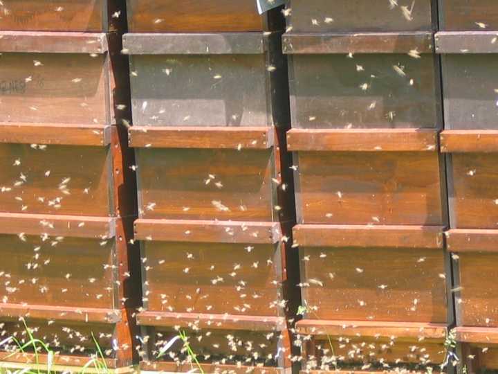 32 Bienenvlker auf der Obstwiese