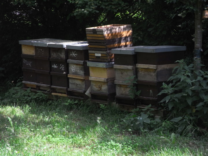Am Ende der Obstwiese waren die Bienenstcke zu sehen.
