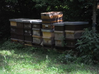 Am Ende der Obstwiese waren die Bienenstöcke zu sehen.