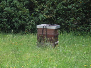 Tage zuvor wurde hinter dem Kelterhaus ein Bienenvolk aufgestellt.