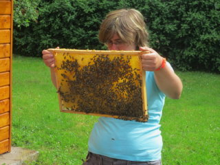-und staunten, dass die Bienen so friedlich waren.