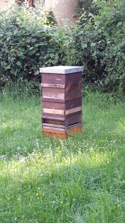 Unser Imkermeister Tillmann Wenzel hatte Tage zuvor ein Bienenvolk hinter das Kelterhaus gestellt. 
