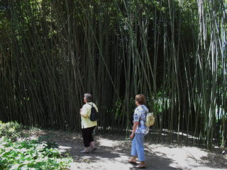 Riesen Bambusanpflanzungen 