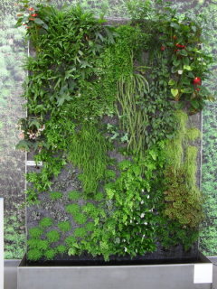 Ein Muster der „Vertikalen Gärten“ von Patrick Blanc