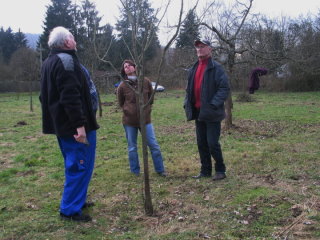 Werner Schneider erklärt den Schnitt an einem jungen Baum.