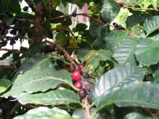 Kaffeepflanze mit Frchten
