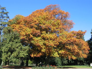 Herbstlich gefärbte Bäume säumten unseren Weg.