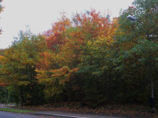 Wunderschöne Herbstfärbung.