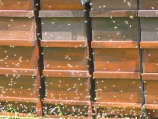 32 Bienenvlker auf der Obstwiese
