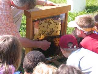 Der Aufbau eines Bienenstockes wird erklärt und die Königin gezeigt