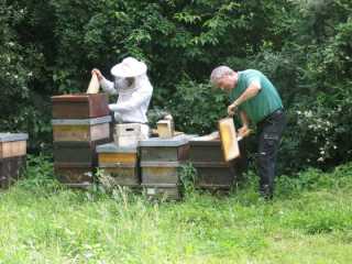 --- wie die Waben aus dem Bienenstock genommen wurden