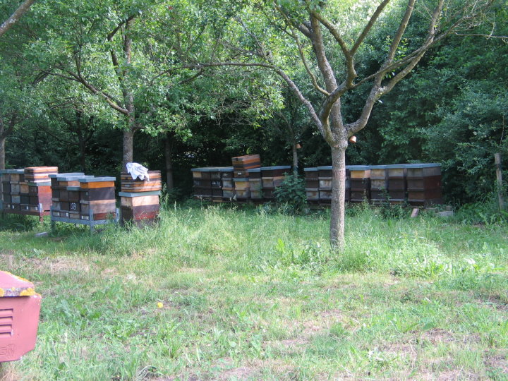 Die Bienenvlker auf der Obstwiese