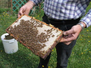 Jetzt konnten sich die Kinder überzeugen, dass die Bienen absolut „friedlich“ waren.