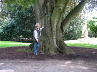 Im Park Ppinre konnten wir einen herrlichen alten Baumbestand bewundern unter anderem eine ca. 200-jhrige Blutbuche.