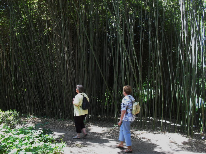 Riesen Bambusanpflanzungen
