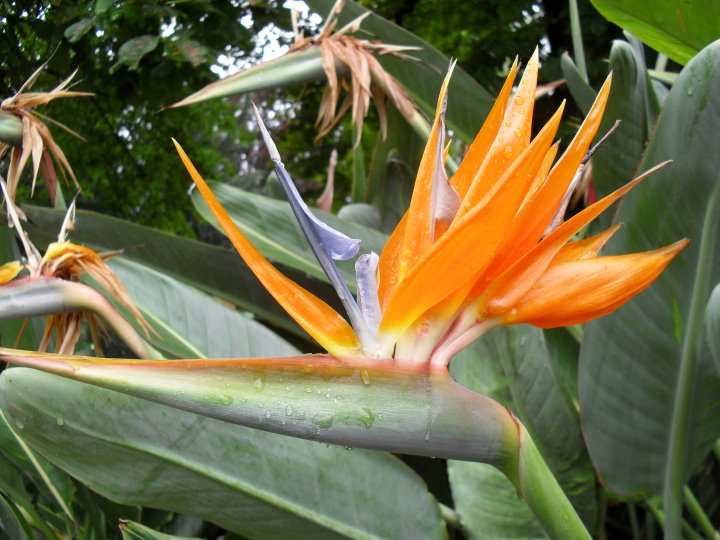 Die Strelitzie (Paradiesvogelblume (Strelitzia reginae) mit ihrer wunderschnen Blte